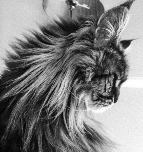 ourtribe17:Feline Feathered