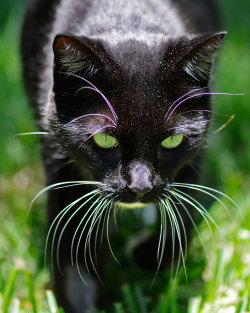 magical-meow:  New lease on life by NB-PhotoArt