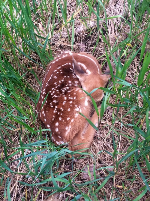 awwww-cute: I was out for a walk in the woods today and almost stepped on this beauty (Source: http: