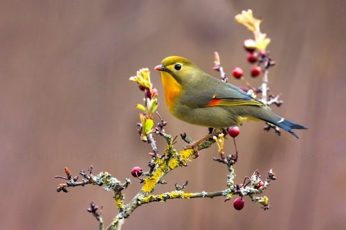 Red-billed Leiothrix