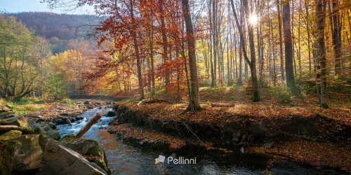 pellinni-photo
