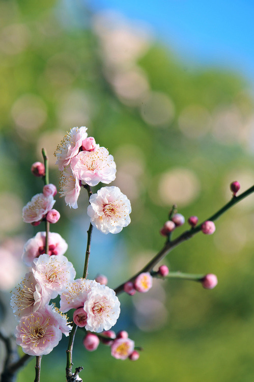 pug-o-graphy | fuckyeahjapanandkorea: Pink Dots (by *Sakura*) | via Tumblr en We