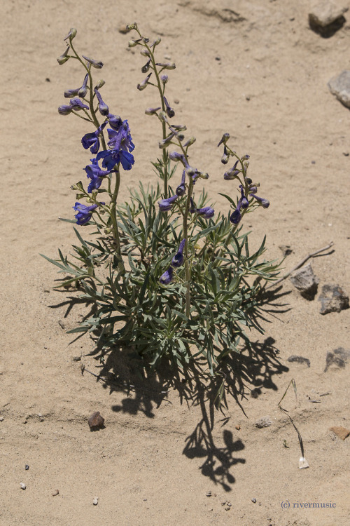 Wild Blue Larkspur (Delphinium geyeri Greene, I think) is blooming now in the high deserts of Wyomin