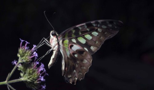 The Tailed Jay Butterfly by *Glenn0o7