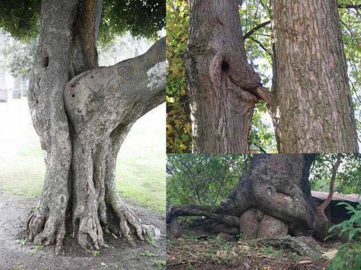 funnywildlife:  Fucking trees, talk about naughty by nature