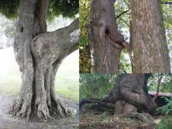 Funnywildlife:  Fucking Trees, Talk About Naughty By Nature