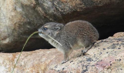 end0skeletal: The hyrax is a herbivorous animal native to Africa and the Middle East. Often mistaken