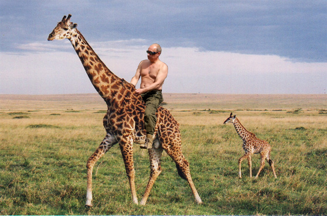 Vladimir Putin Riding A Variety of Things — Giraffe
