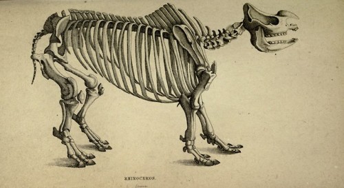 wapiti3:The naturalist’s library. (Mammals) By Jardine, William, Sir, 1800-1874   Lizars, W. H. 1788