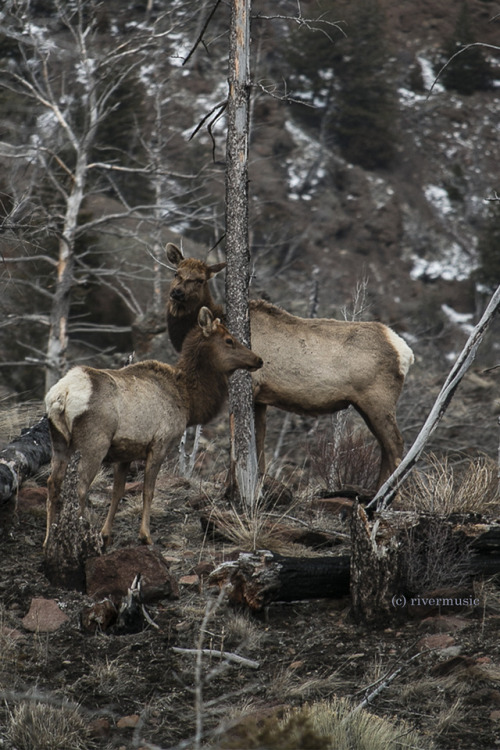 Two elk share a moment of calm in an old burn area, Shoshone National Forest, Wyomingriverwindphotog