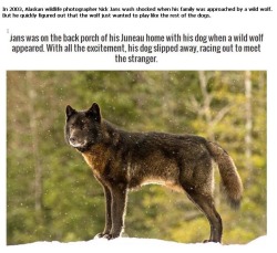 just-a-fat-bird:  garbageshepard:  feathersmoons:  This is particularly sweet because that wolf almost undoubtedly didn’t have a pack. He was lonely. And then he wasn’t lonely: he had all the weird little squished stunted-development wolves and their