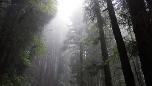 2014-08-02 特富野古道 by 丹G on Flickr.