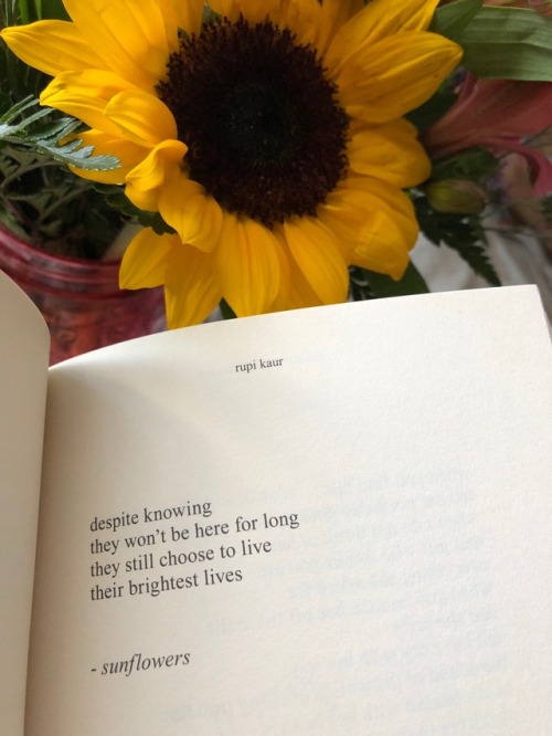 smallhumanperson: received these lil lovelies from a very sunflowery human 12.2.17