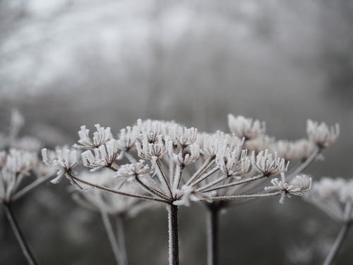 Peddars Way and Houghton, NorfolkDecember 2020