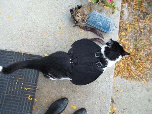 lunagora: For sixpenceee’s Halloween special, here is a picture of my cat in his bat harness. 