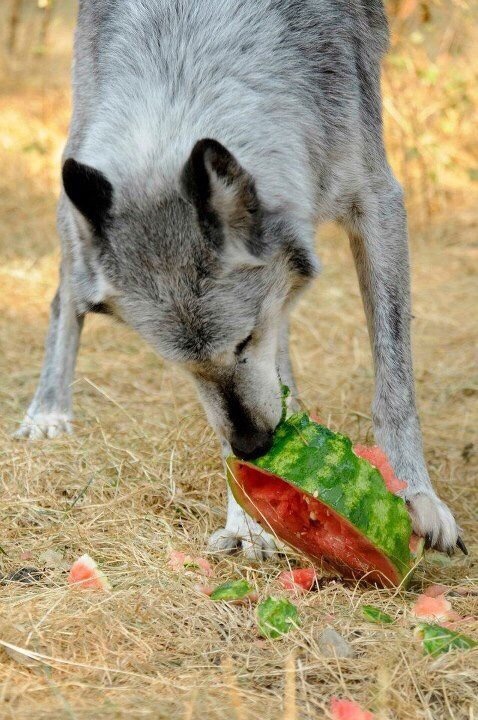 8bitmickey: Pictures of wolves eating watermelons has quickly become my new aesthetic.