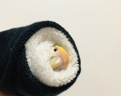 babyanimalgifs:What kind of sushi is this?