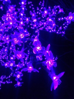gemma-moon:Lavender lights