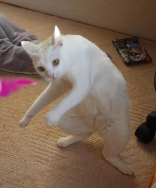 avvocarlo:supermodelcats: