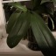 plantpotguy
