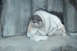 memeufacturing:  b-binaohan:  me rn  she looks like an old ukranian woman who lost her son Dimitri in the war and now sits by the side of a weary road less-travelled selling potatoes for a very modest price 