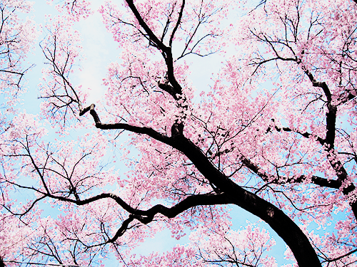 yuffii:  Sakura Sky (by Sanctu) 