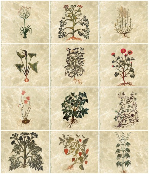 From top left: Asphodel, Panax Heraklios, Artemisia Absinthium or Wormwood (Absinthe), Drakontaia, S
