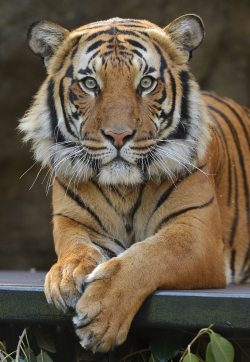 sdzoo:  Connor is enjoying his new spot in