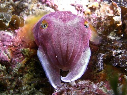 typhlonectes:Reaper Cuttlefish (Sepia mestus), Shellharbour, New South Wales, Australia photogra