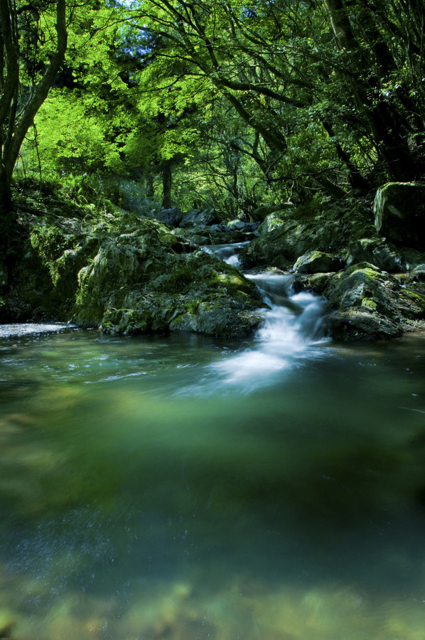 safesexgay:  magicalnaturetour:  “The little stream in woods” by Kotaro Takahashi