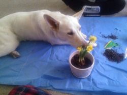 Juvia helping me “garden” lol.