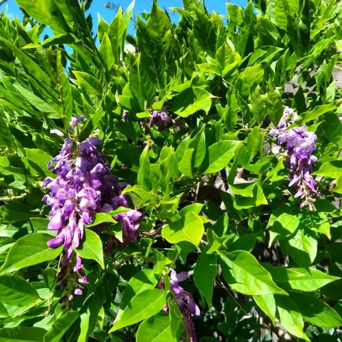 Not meaning to brag, but #wisteriahysteria strikes again… Third flush just starting!. . #wi