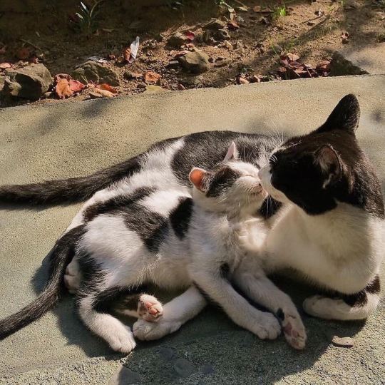 cat-lover-1001:  Love is precious 😍💖💖 