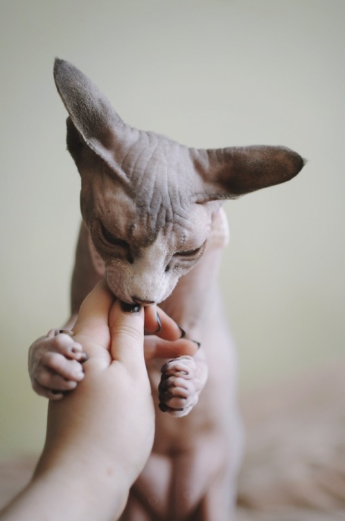 sphynx