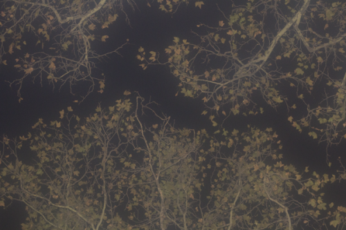rabbitofmoon:  Yggdrasil, 2014.