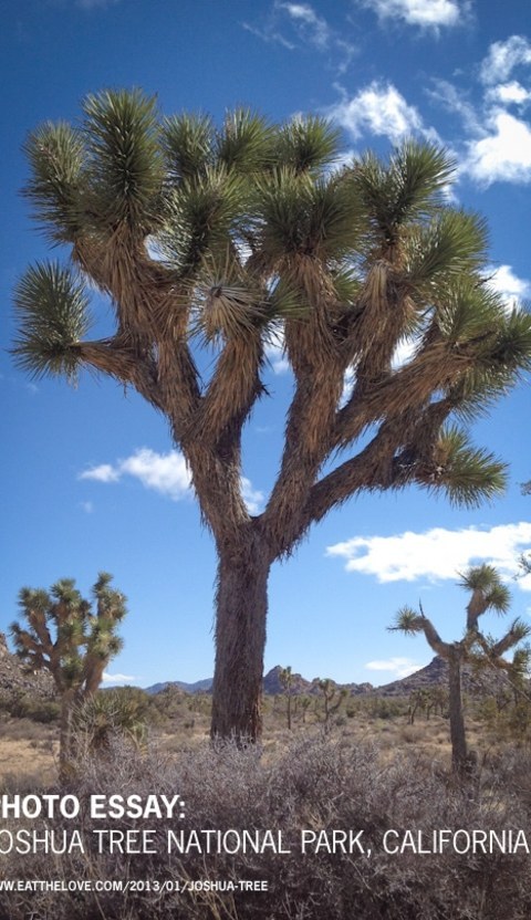 Joshua Trees Joshua Tree Pictures