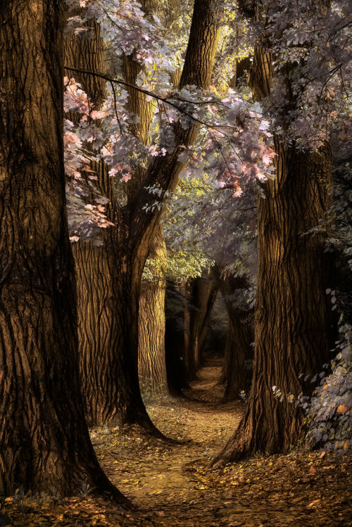 j-k-i-ng:“Fairy Dreams“ by | Lars Van De Goor