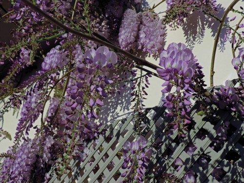 Our wisteria is finally to coming into bloom, spring is here.