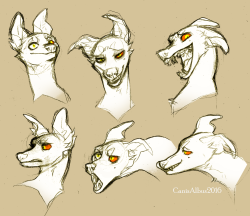 canisalbus:  Some Riario expressions.