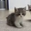 loafingchoco