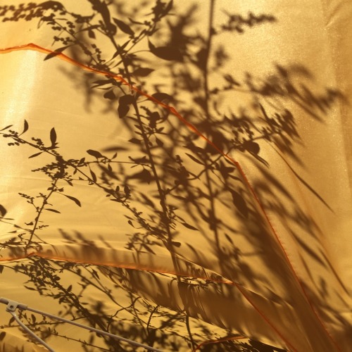 vangoghcean:  okay but let’s just take a moment to appreciate the beauty of these shadows on a yellow umbrella 