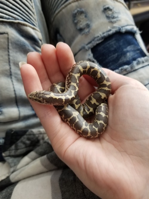 ryans-reptile-emporium: Smol bean