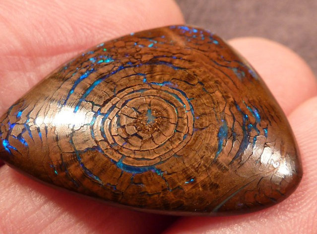 opticallyaroused:  Rare Opalized Wood Metallic Greens  