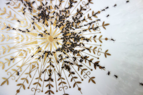 culturenlifestyle:  Hand Painted Ants Cover Vintage Porcelain Dishes  German artist Evelyn Bracklow creates uniquely beautiful and unconventional porcelain dishes which are covered by hand-painted ants. Bracklow’s impressive technique resembles those