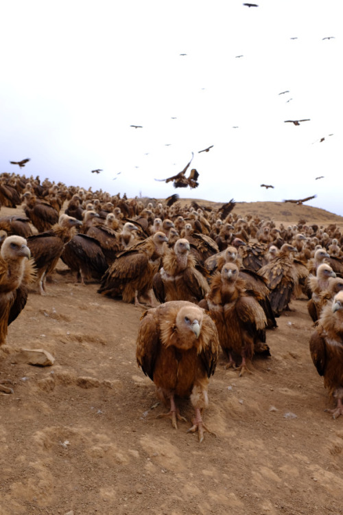 arjuna-vallabha:Temple of Death at Larung Gar in China, a place for Sky Burial