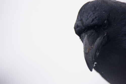 martielbirder: Portrait of a Raven