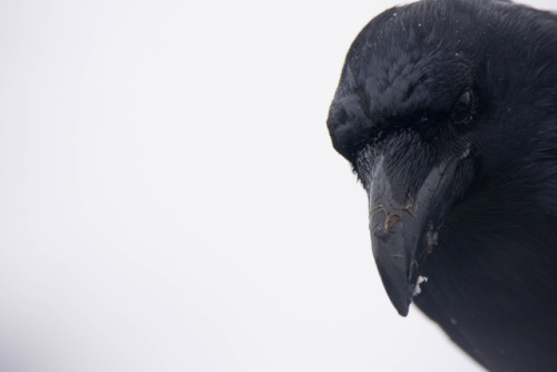 mickyswildlifeexploring:Portrait of a Raven