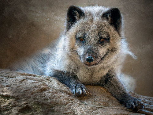 Foxy Lady by helenehoffman Female arctic fox (Vulpes lagopus) called “Sitka” at the San 