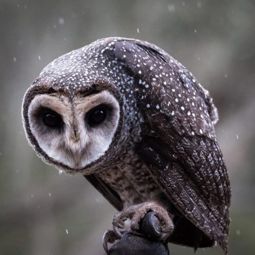 ainawgsd: Tyto tenebricosa, the greater sooty owl, is a medium to large owl found in south-eastern A