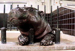 thefrogman:  [video]